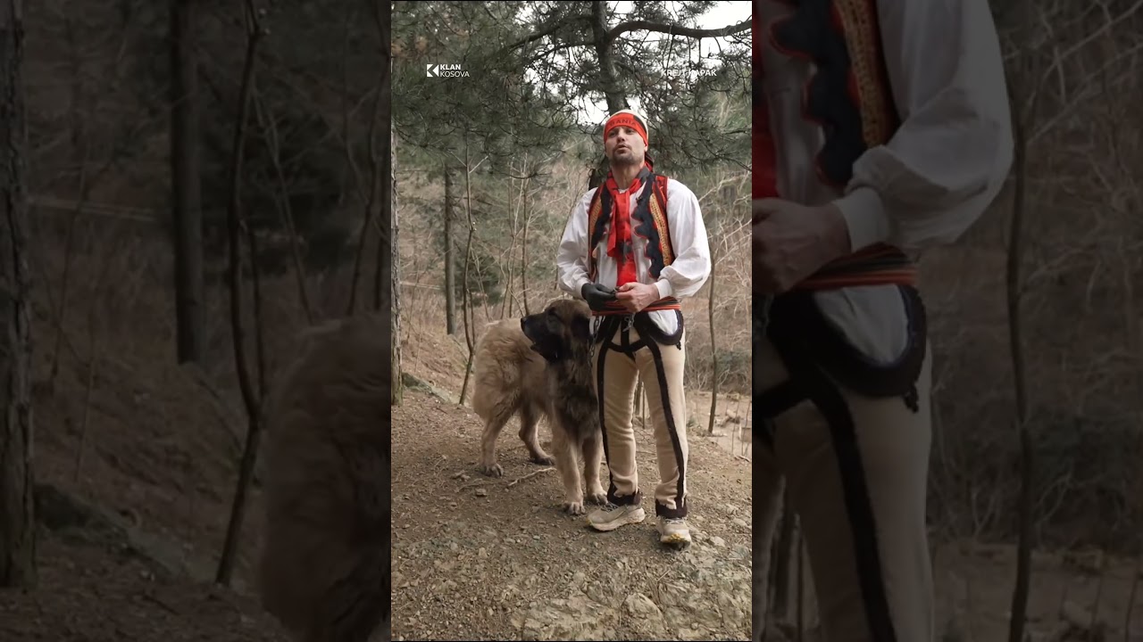 &lsquo;Qeni nuk H&Euml;NGRI 30 dit&euml; p&euml;r shkak t&euml; NDERIT ndaj pronarit&rsquo;, legjenda p&euml;r Qenin e Sharrit