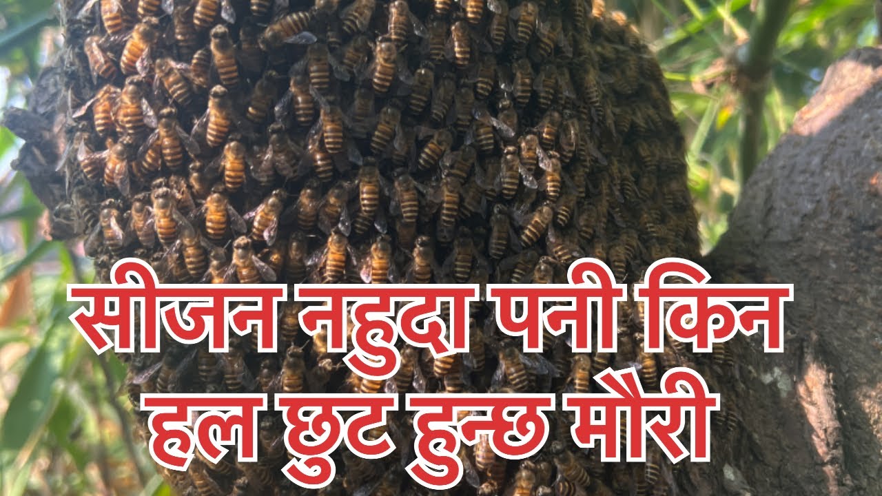अफ सिजन किन हल छुट हुन्छ मौरी ?