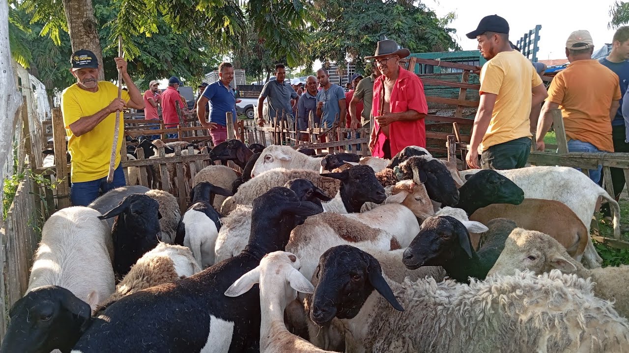 NA FEIRA DO BODE E CARNEIROS DE LIMOEIRO PERNAMBUCO 26 DE FEVEREIRO 2026