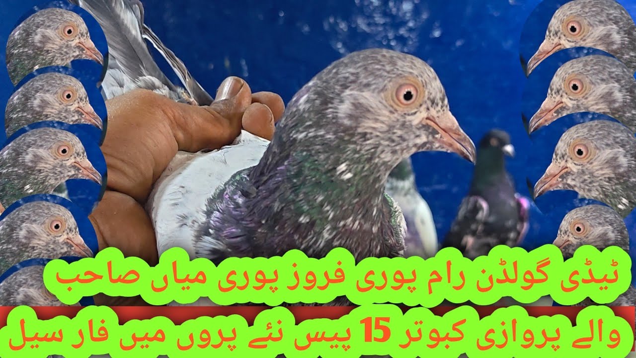 Cross Parwazi Kabootar New Paro Ma 15 Adad Manasb kimat Ma 03071539639 #ibraheempigeonpoint 