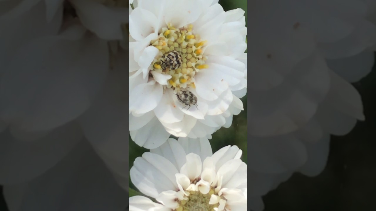 Sneezewort: hardy, drought-tolerant plant