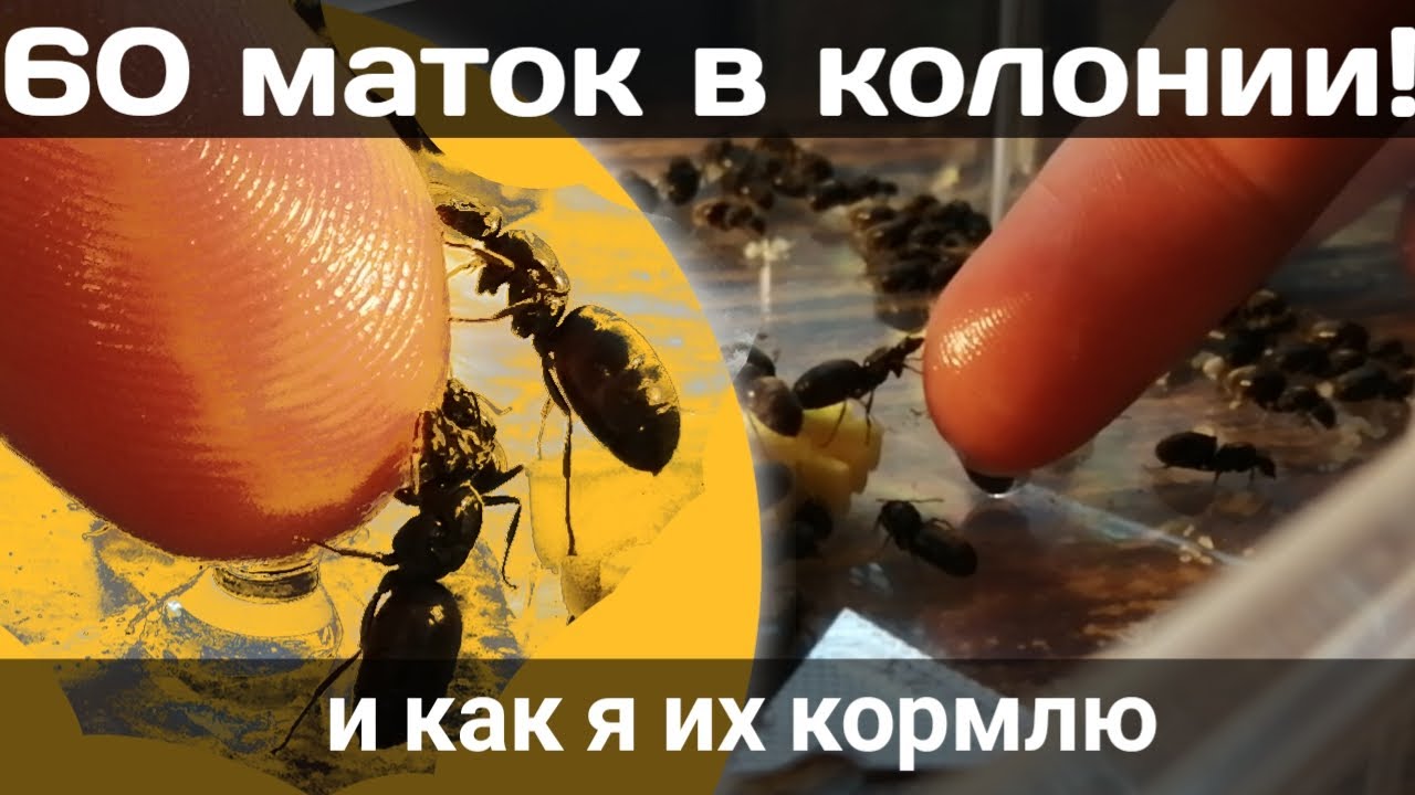 колония муравьёв состоящая из одних маток // lasius niger#матка#муравьи#мир#природа#финал#обзор