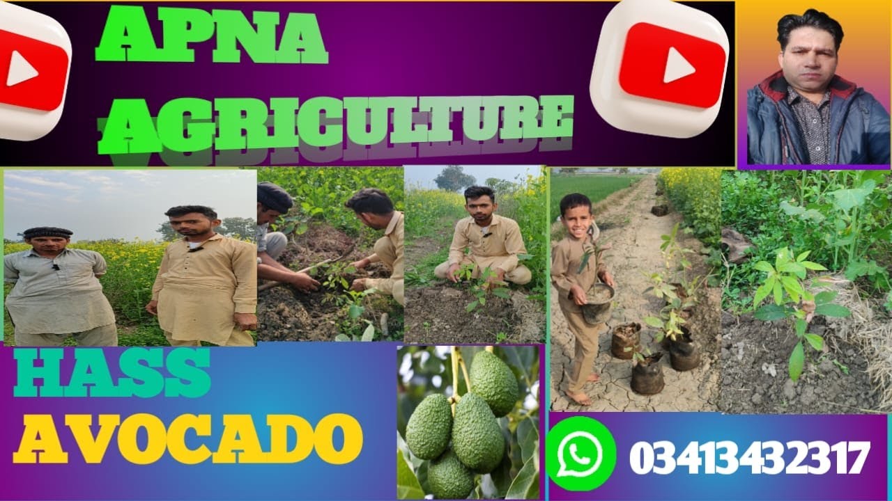 Apna Agriculture,  Avocado Farming, Avocado Cultivation, ApnaAgriculture #avocadofarming  Punjab