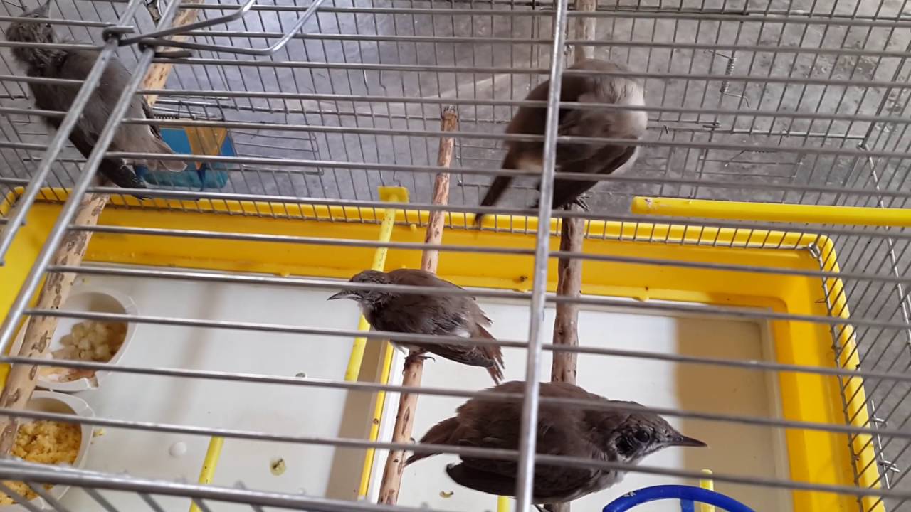 طير العندليب 2