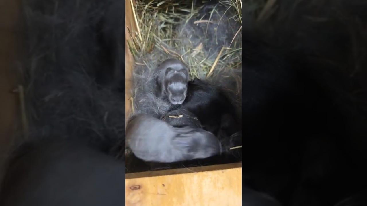 Недельный обзор крольчат 