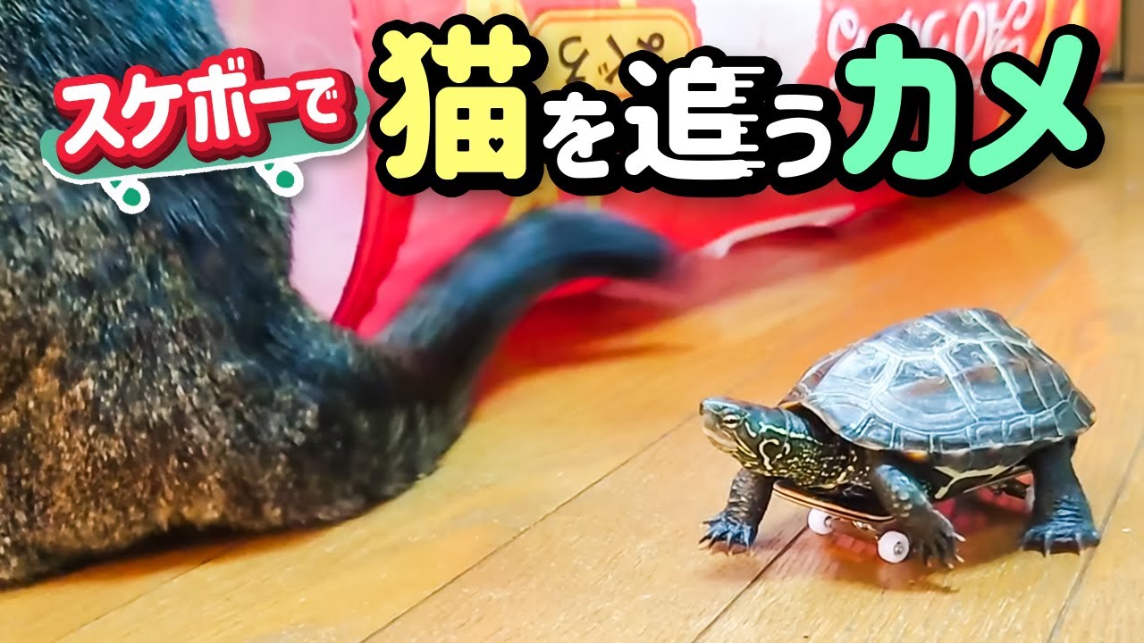 大好きな猫と一緒に歩きたい！夢を叶えたスケボーカメ