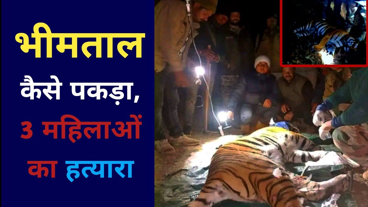 भीमताल : 3 महिलाओं का कातिल, पकड़ा गया बाघ ? कैसे पकड़ा ? Bhimtal Bagh Pakda gya kese