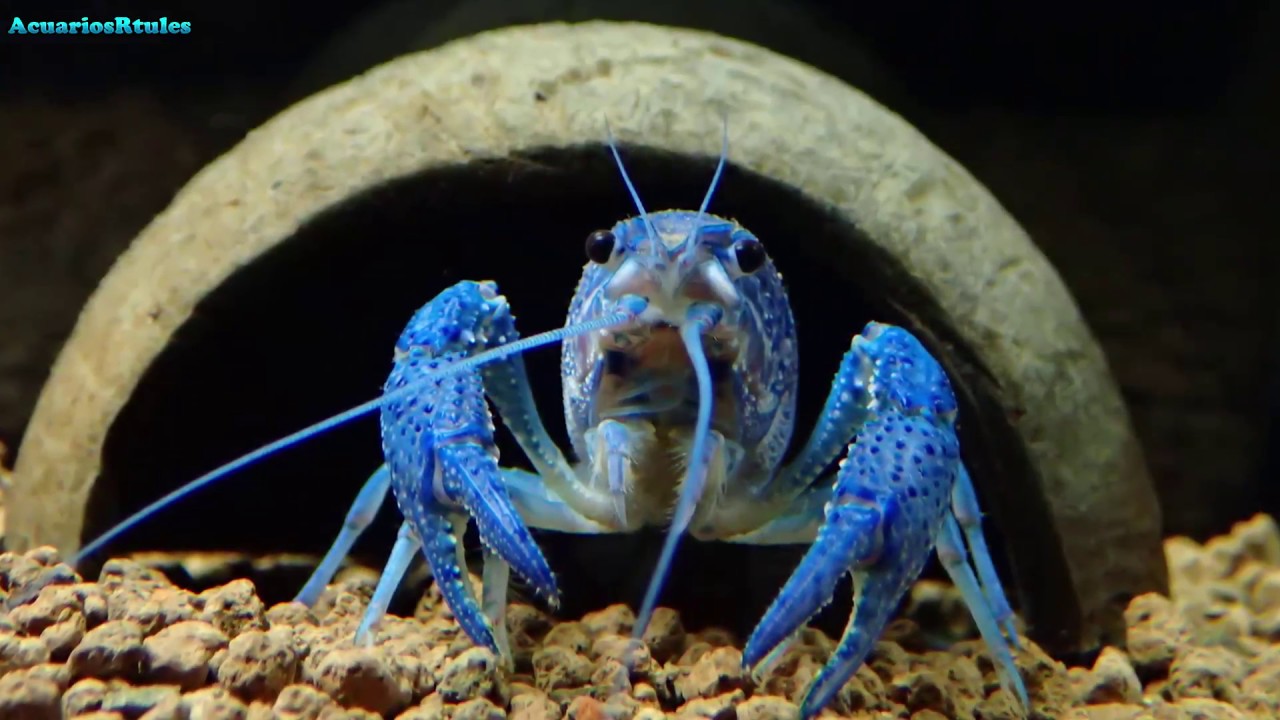 Recuerdos de la Procambarus Alleni blue