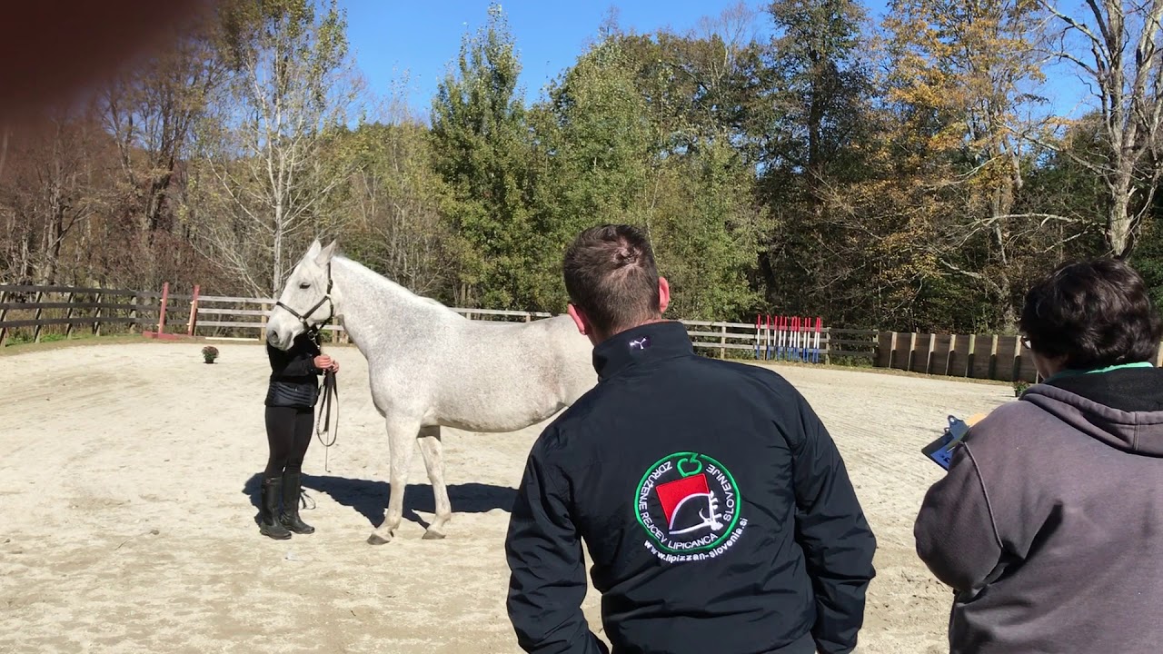 Lipizzan Breeding Evaluation Odessa II