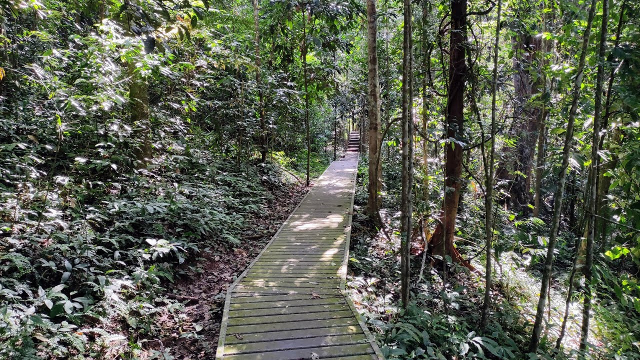 Taman Negara Malaysia - foraging in Giant Forest full of Tigers, Elephants and Rhinos