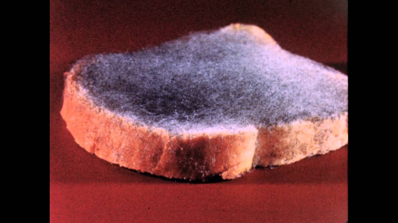 39. Rhizopus