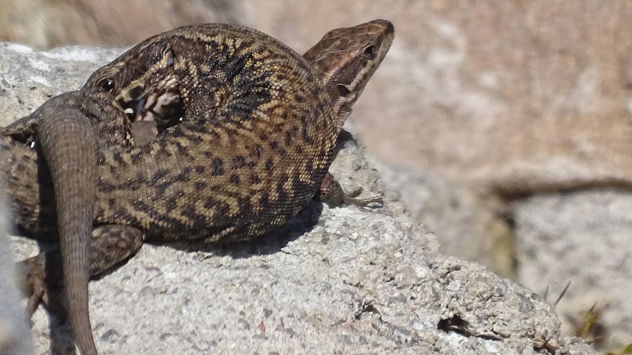 Cópula de lagartija roquera (Podarcis muralis). Detalle hemipene. (Grabado en Fontibre, Cantabria).