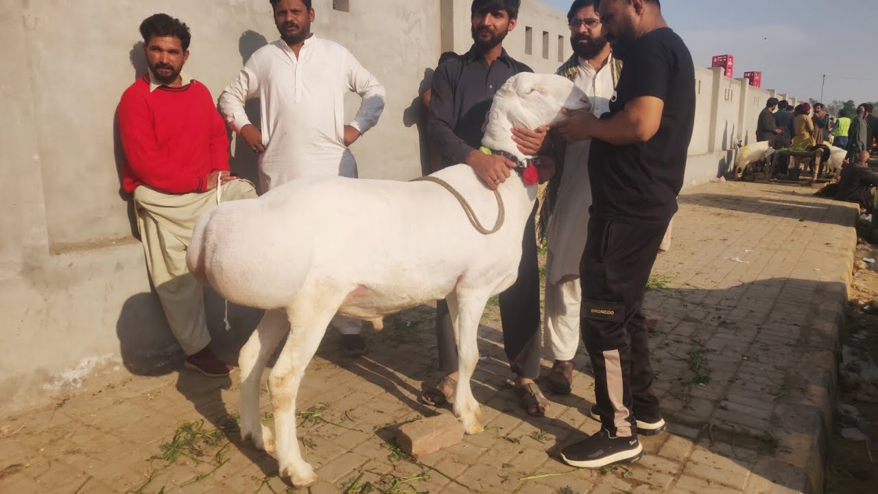Live soda abluk bakray, kajay chtray,turki dumbay makhhi channy bakray shahpur kanjra Lahore 