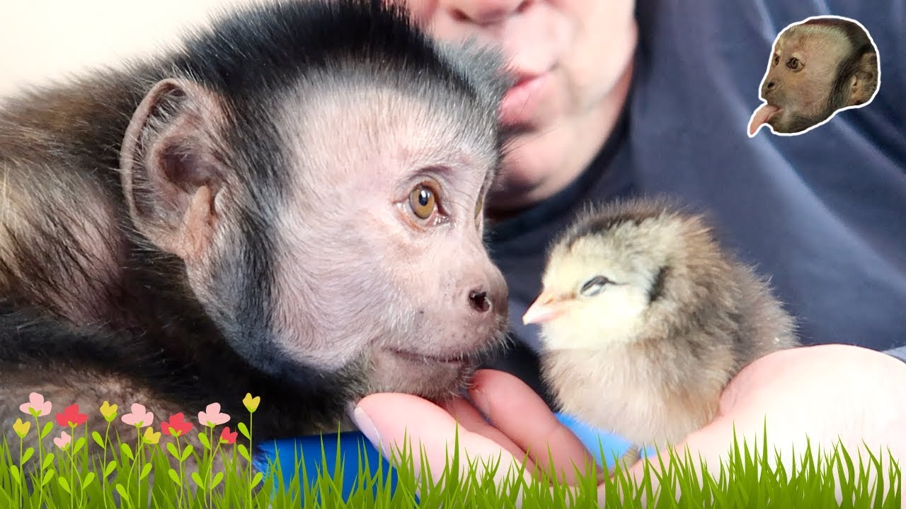 Loving Monkey Meets BABY Spring Chicks! (HAPPY SPRING)