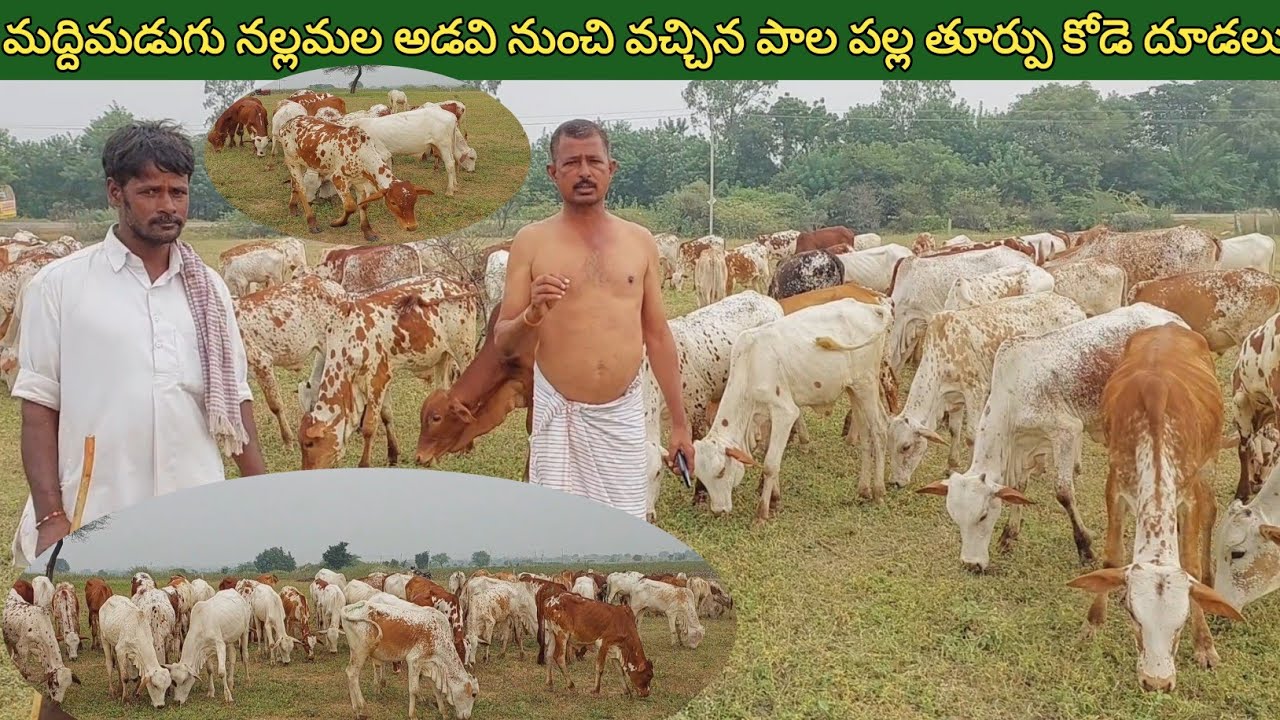 మద్దిమడుగు నల్లమల అడవి నుంచి వచ్చిన పాలపల్ల తూర్పు కోడె దూడలు | Turpu Bulls | The Pride of Telangana