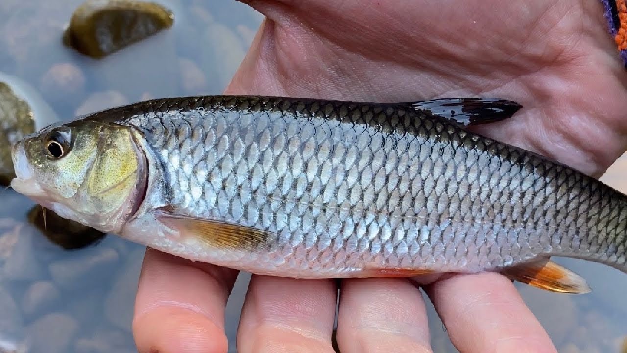 Fly fishing for Chub and Dace (4K)