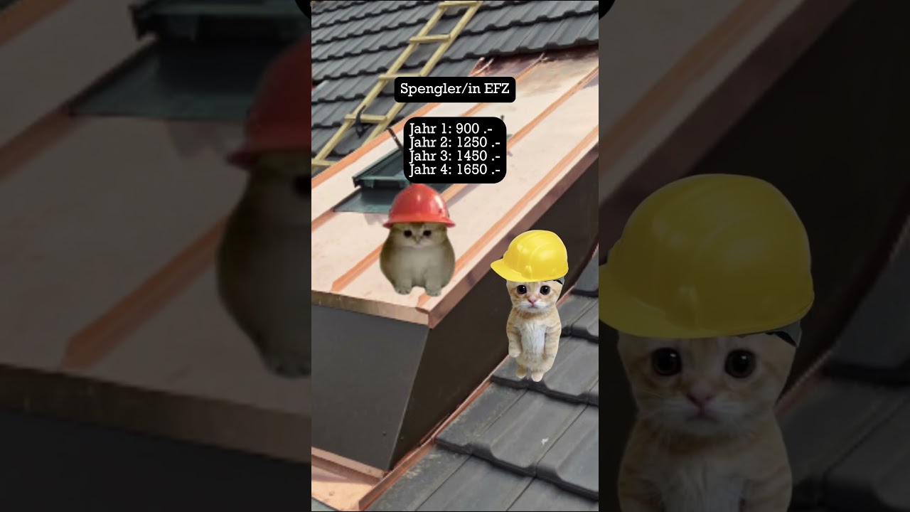 Die top verdienenden Schweizer Lehrstellen Teil 4 #funny #cat #switzerland #lehrstelle #bewerbung