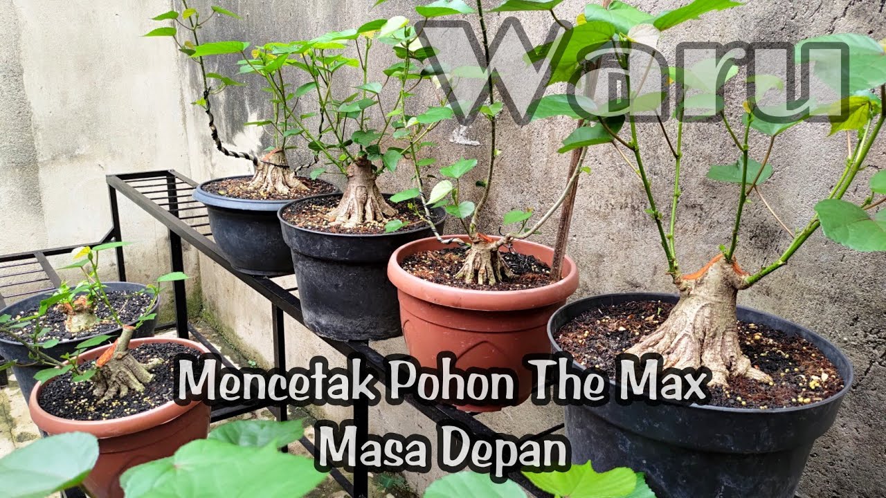 Membuat Bonsai Waru Petarung The max masa depan ||  Cara Membuat Karakter Tua Pada Bonsai Waru