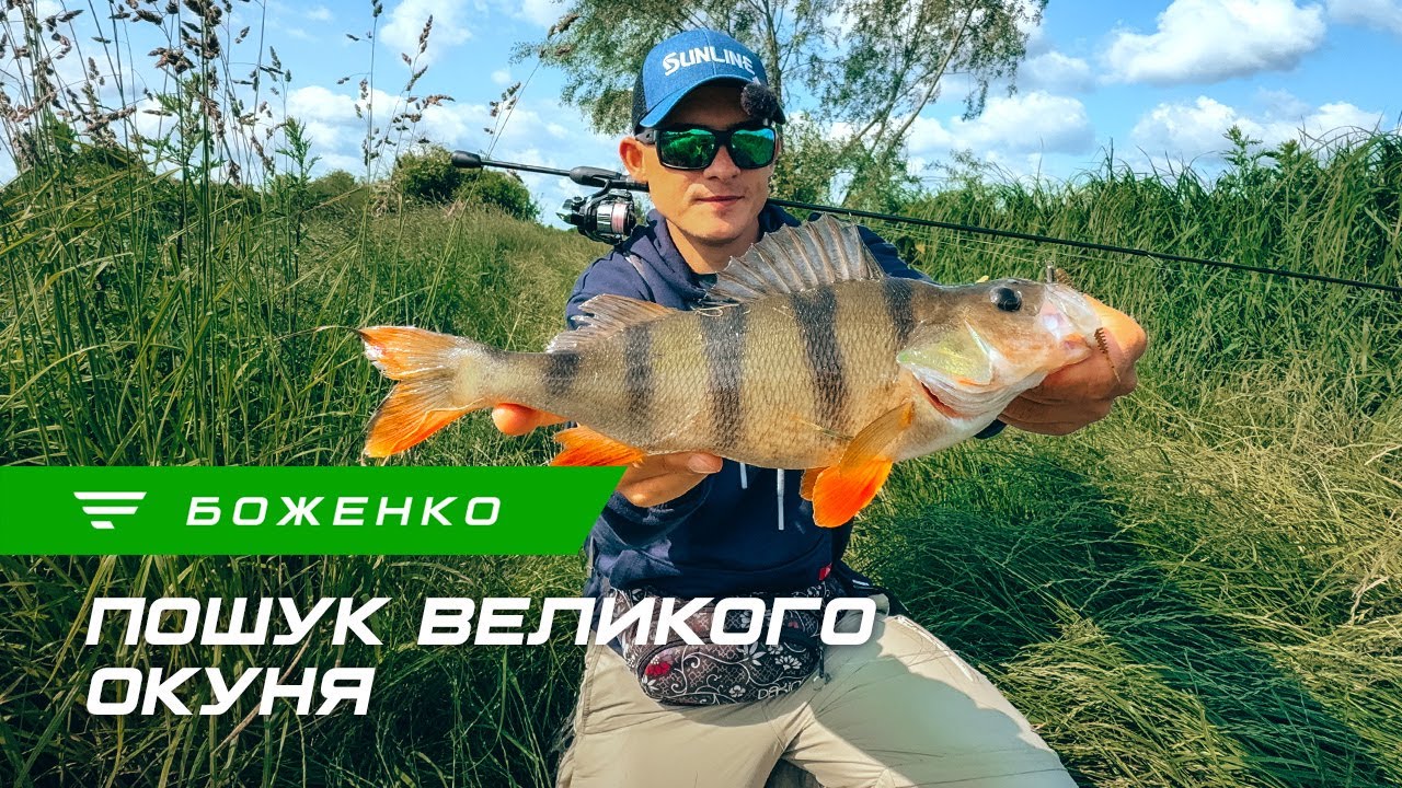 Ловля окуня на незнайомій водоймі: спінінг Black Swan у дії!