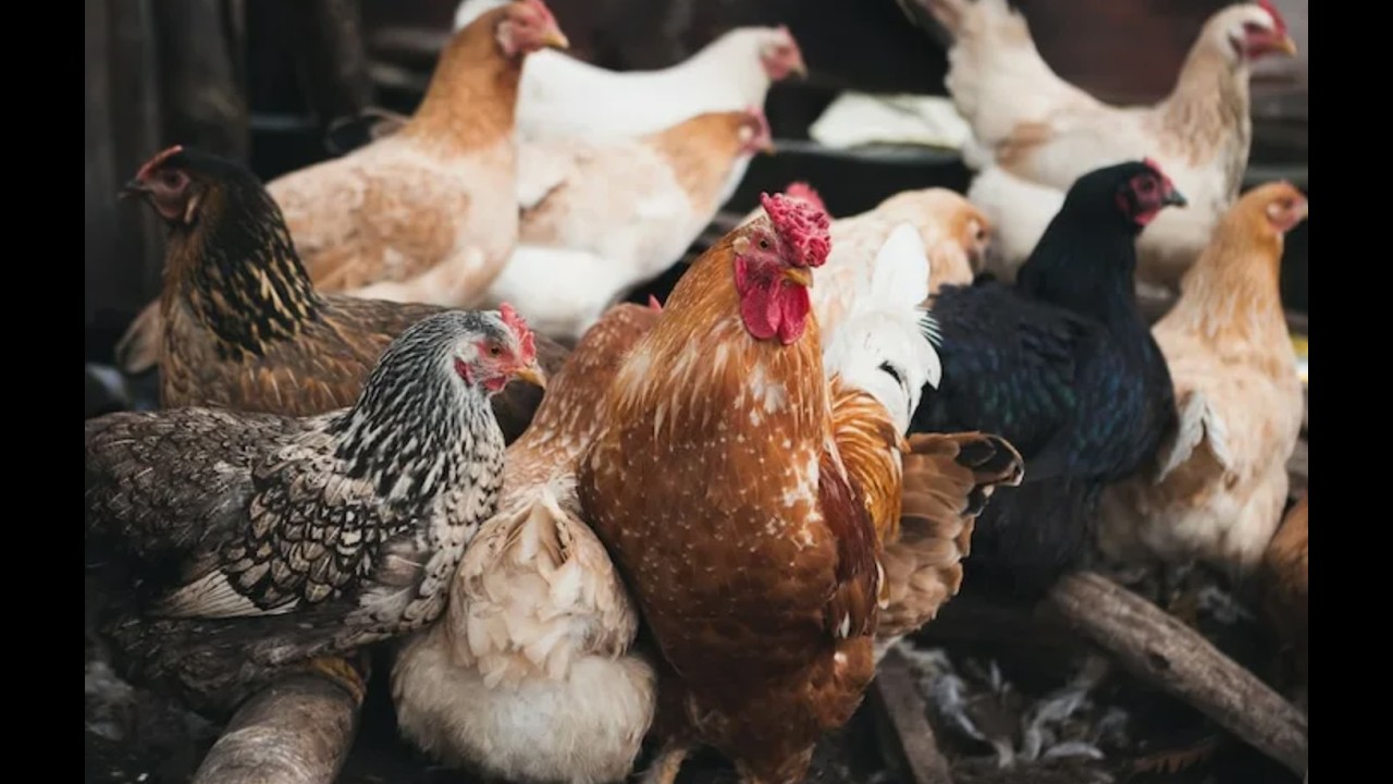 Если у курицы есть ЭТИ признаки — скоро не будет яиц! 