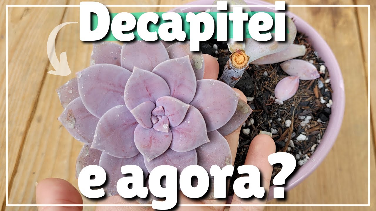 Decapitando suculentas, atualização dos caules decapitados e echeveria caranculata