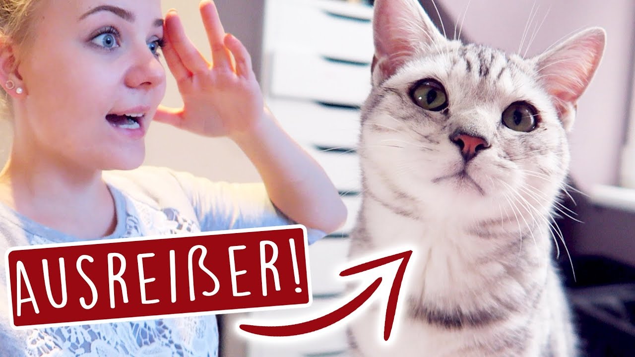 Katistrophe - ER IST WEG GELAUFEN! 😳 - Weekly Vlog!