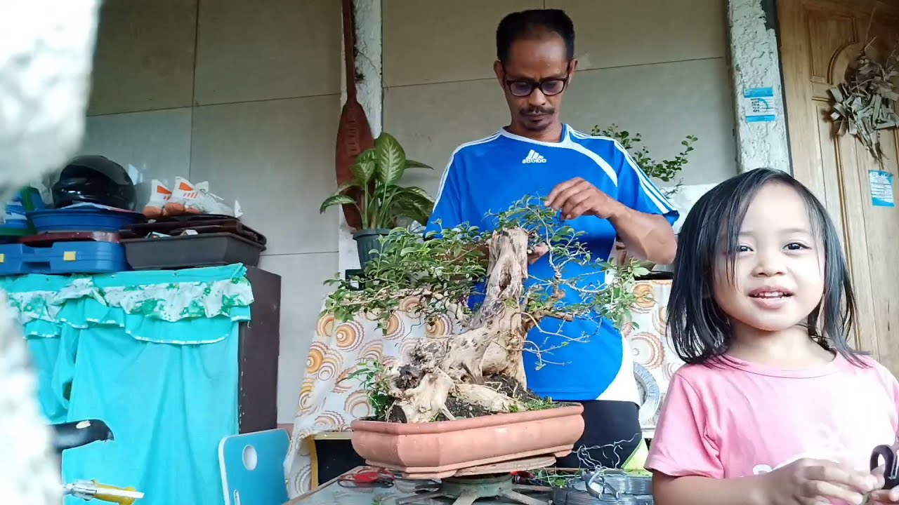 How to create your own Bonsai | Edtonz Bonsai and Adventures
