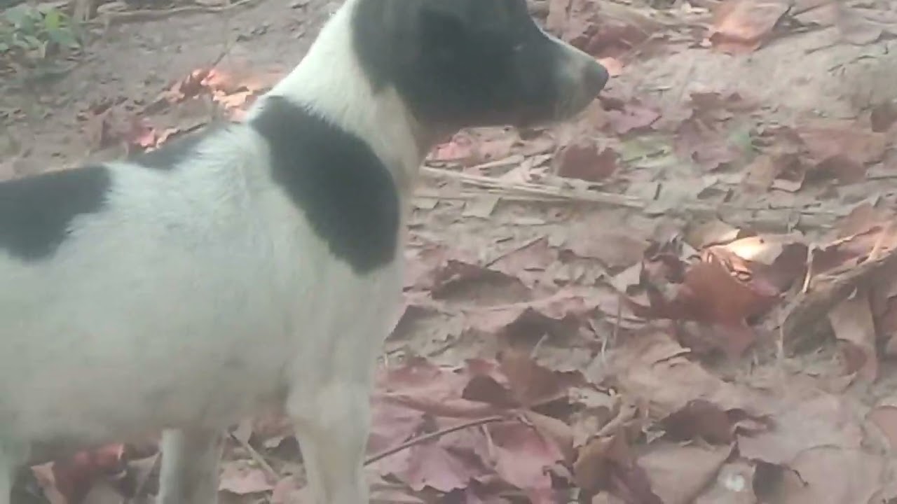 Dog