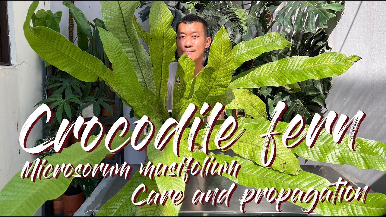 Советы по уходу и размножению Microsorum Musifolium Crocodyllus (крокодиловый папоротник) - С ОБН...