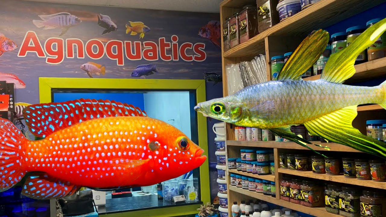 Рыбный магазин Agnoquatics: Рыбный магазин, где есть всё!