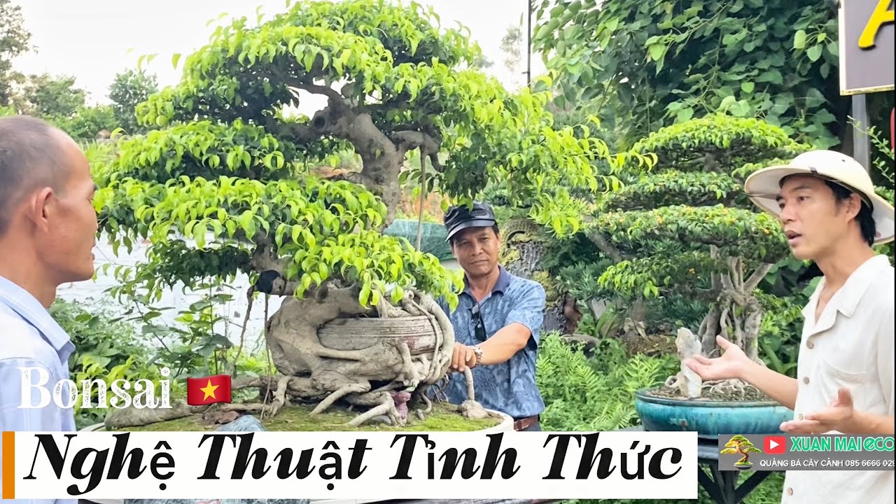Nhà Vườn Biến Cây Cảnh Thành Nghệ Thuật Tỉnh Thức. #caycanhvietnam #bonsai #nhavuonhay #antaygarden