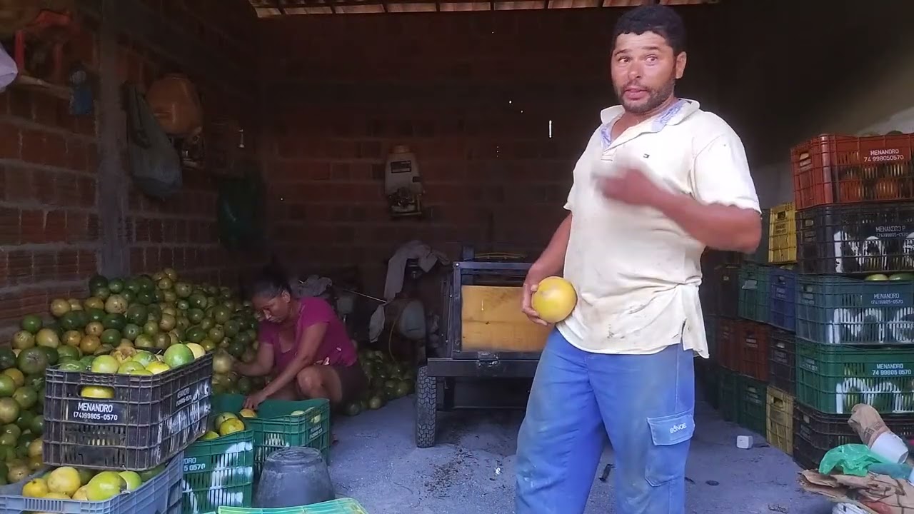 Dia bastante produtivo colheita do maracujá+ encaxotamento 