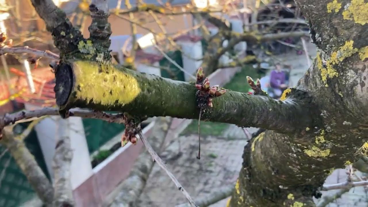Cseresznye idős metszés harmadjára 2023 március