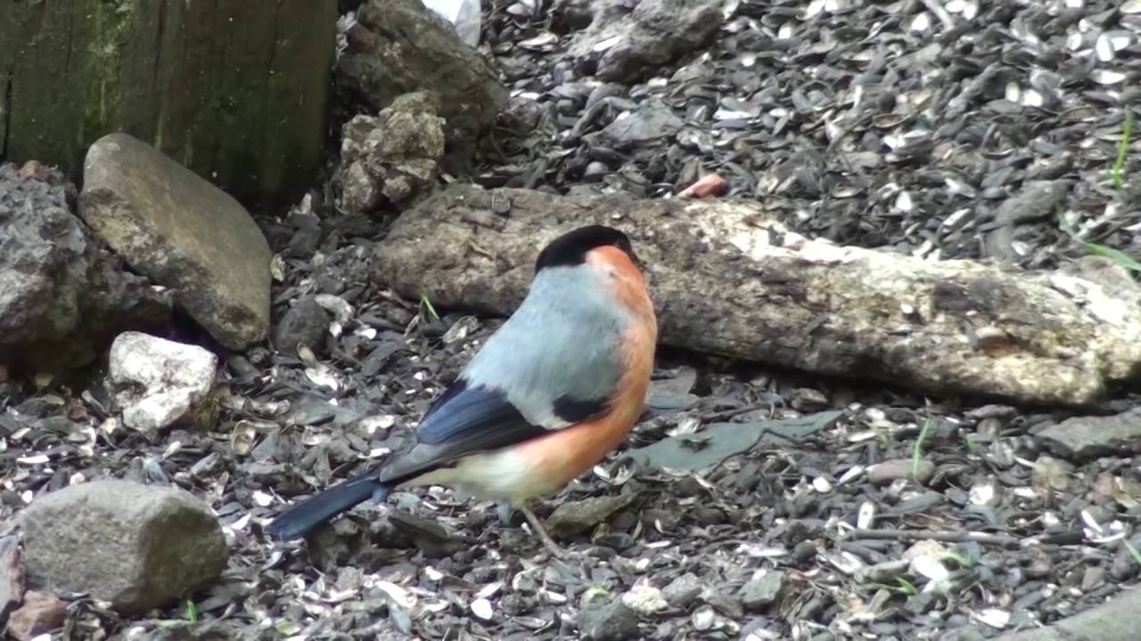 Pennington Flash