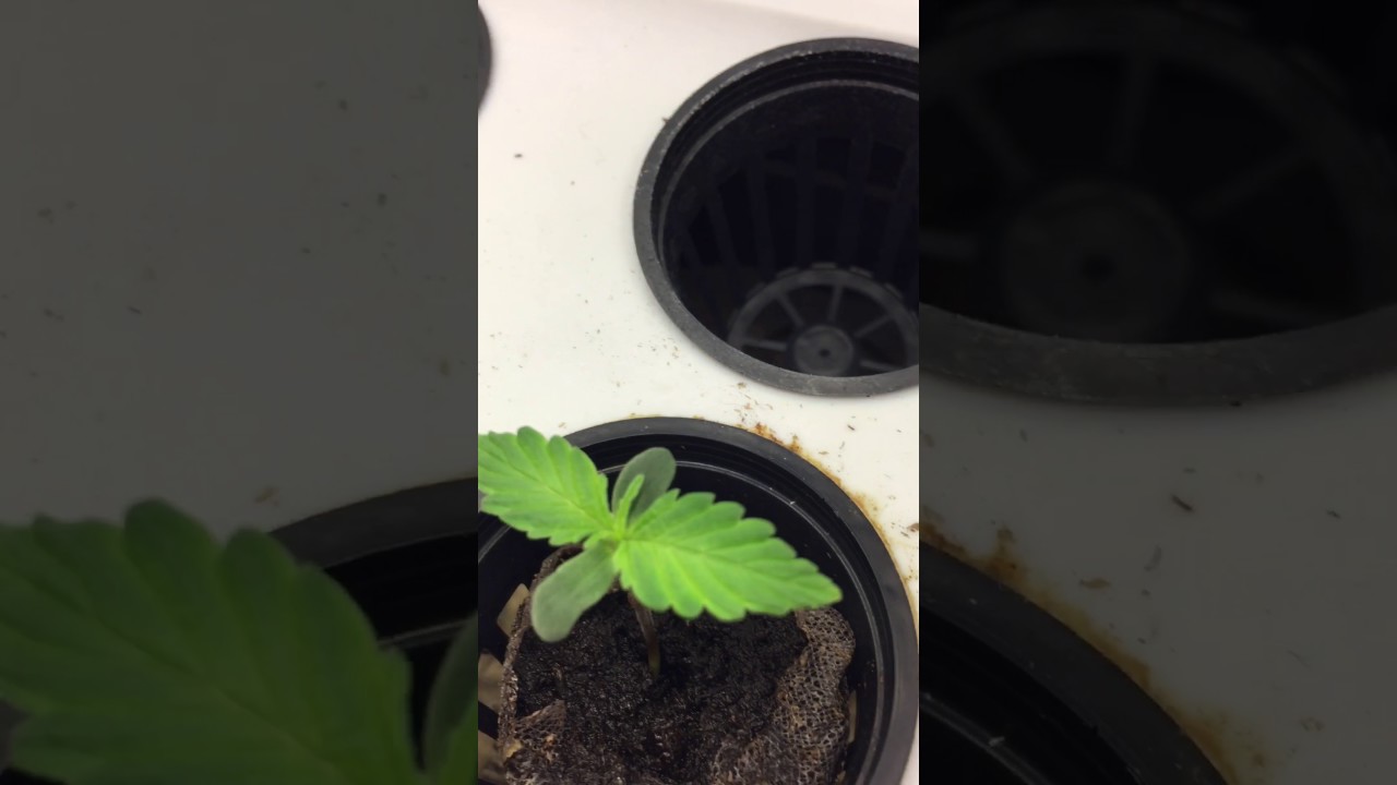 Auto purp feminized grow Pt 4