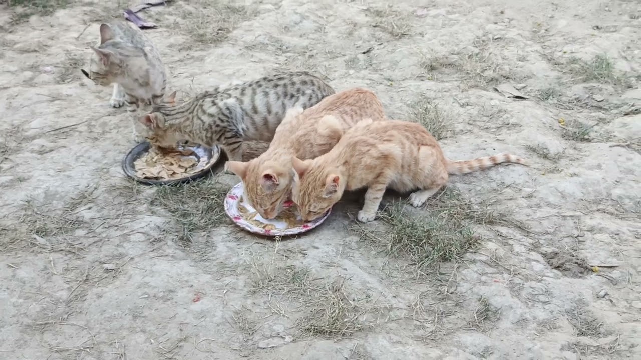 Eating cats in village walidlife 
