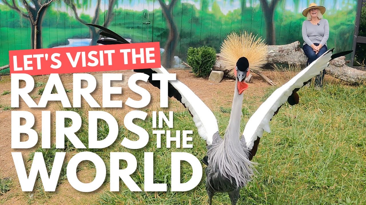 Discover the World's Rarest Birds at Carolina Avian Research & Education