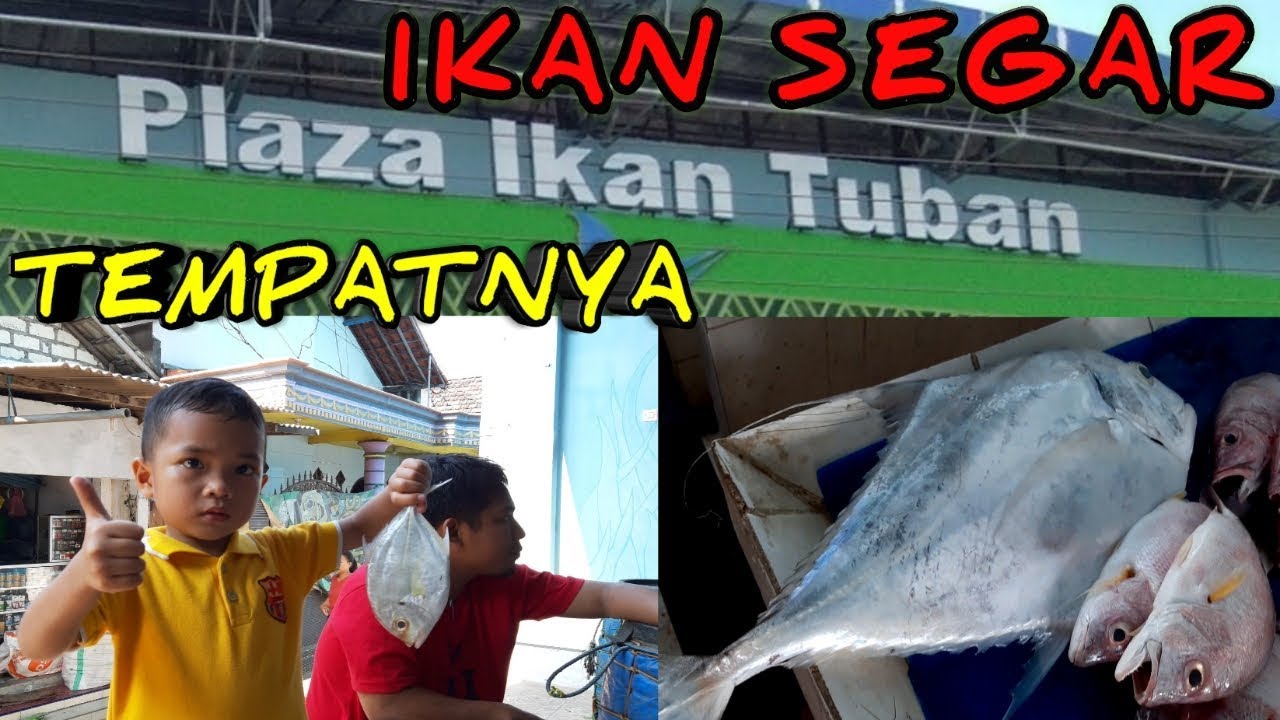Tempat Jual Ikan Segar dan Aneka Olahan Ikan Laut  || IKAN SEGAR DI PLAZA IKAN TUBAN TEMPATNYA