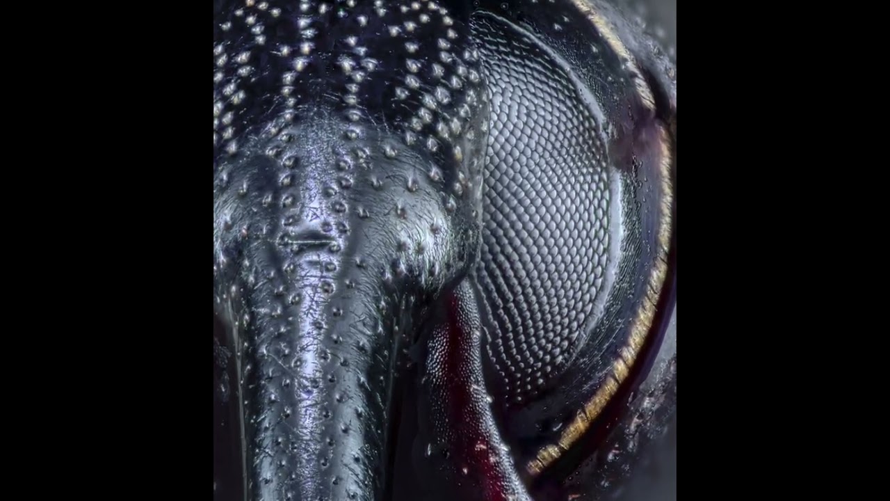 Macro Extremo: Gorgojo