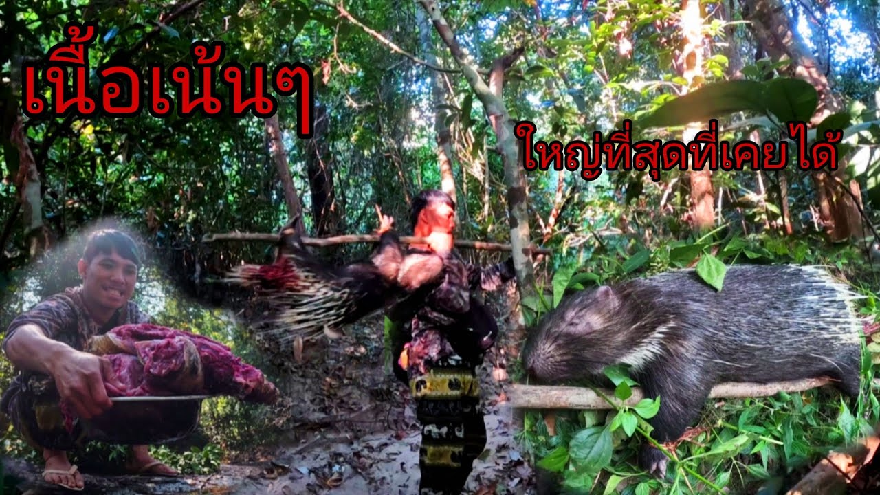 ในที่สุดก็หมานใหญ่มากหนังกรอบเม่น/ໃນທີ່ສຸດກໍຫມານ
