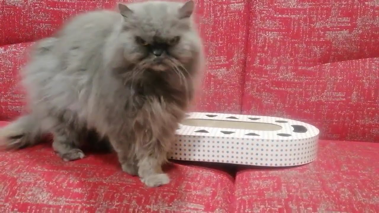 The cat doesn't know how to play this game