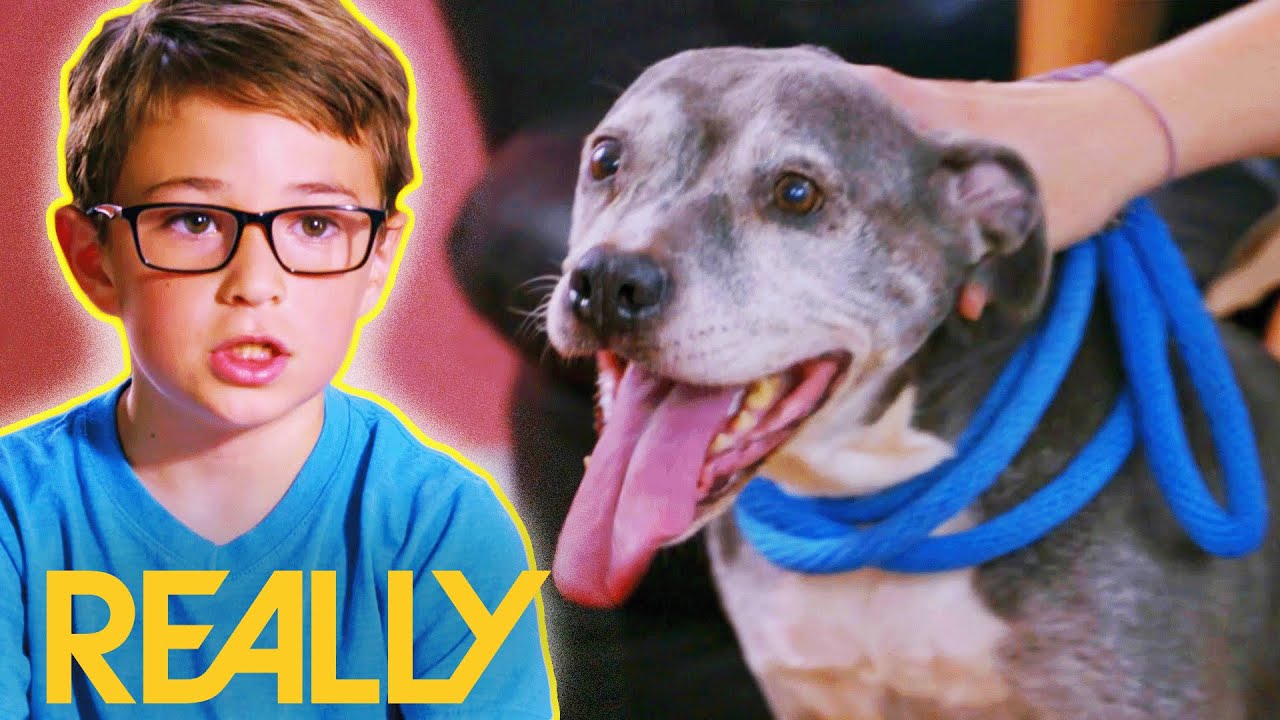 Family Adopt A Furry Friend For Their Anxious Dog | Pit Bulls & Parolees