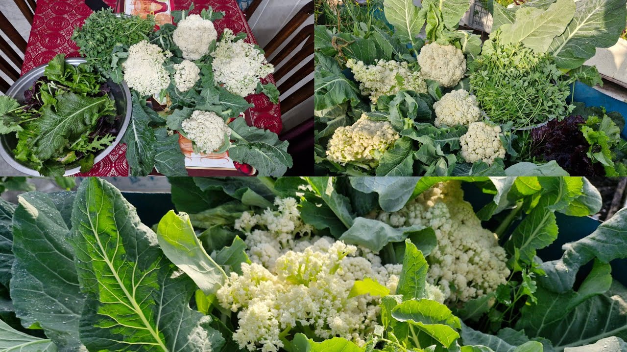 Some tips on harvesting! #gardeningplants #terracegardenindia #garden #plants #vegetables 