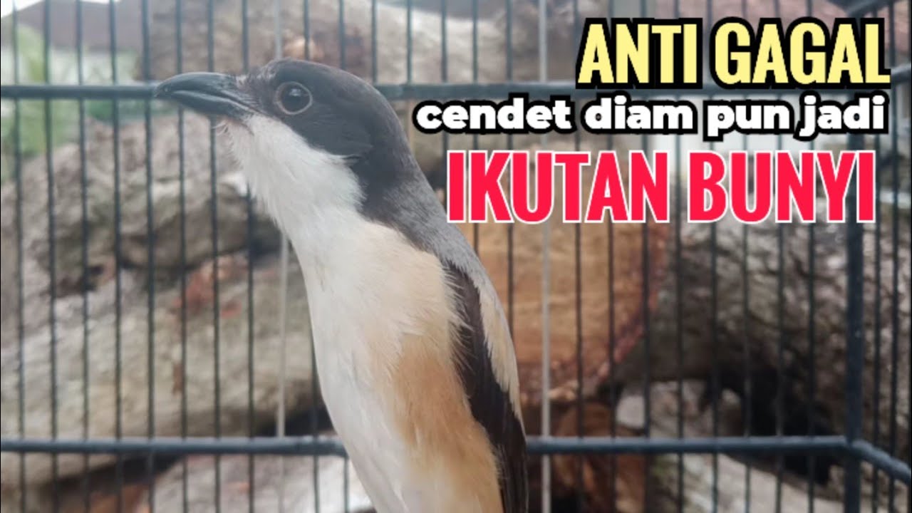 Suara Cendet Gacor Toet toet Efektif Anti Gagal Bikin Cendet Malas pun Langsung Nyaut Bunyi Seketika