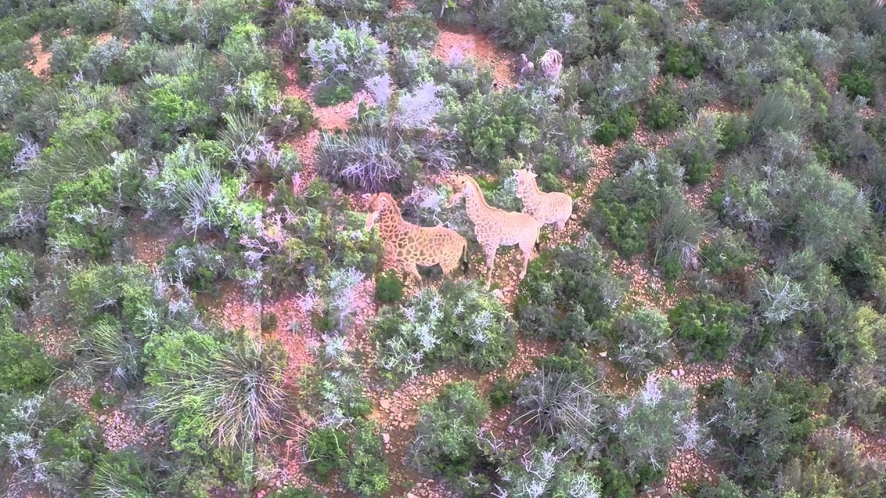VALLEY BUSHVELD SAFARIS - South African Hunting Experience