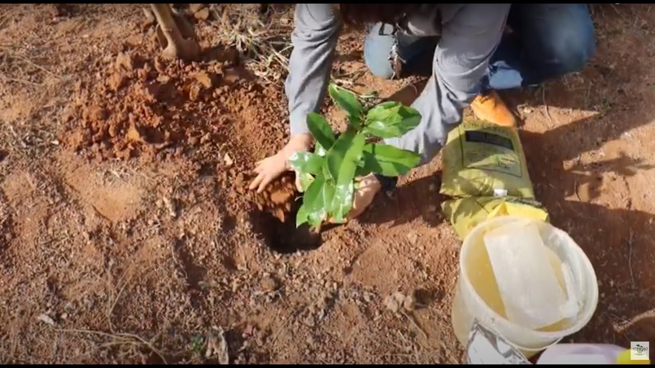 HIDROSILO - Saiba como usar o gel no plantio de árvores