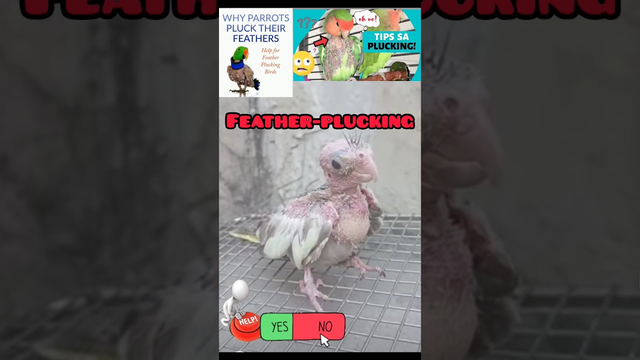 Bird Ke Parents Ne Bacche Ke Pankh Noch Diye!!!Feather-plucking #pet #birds #parrot#Birdslover