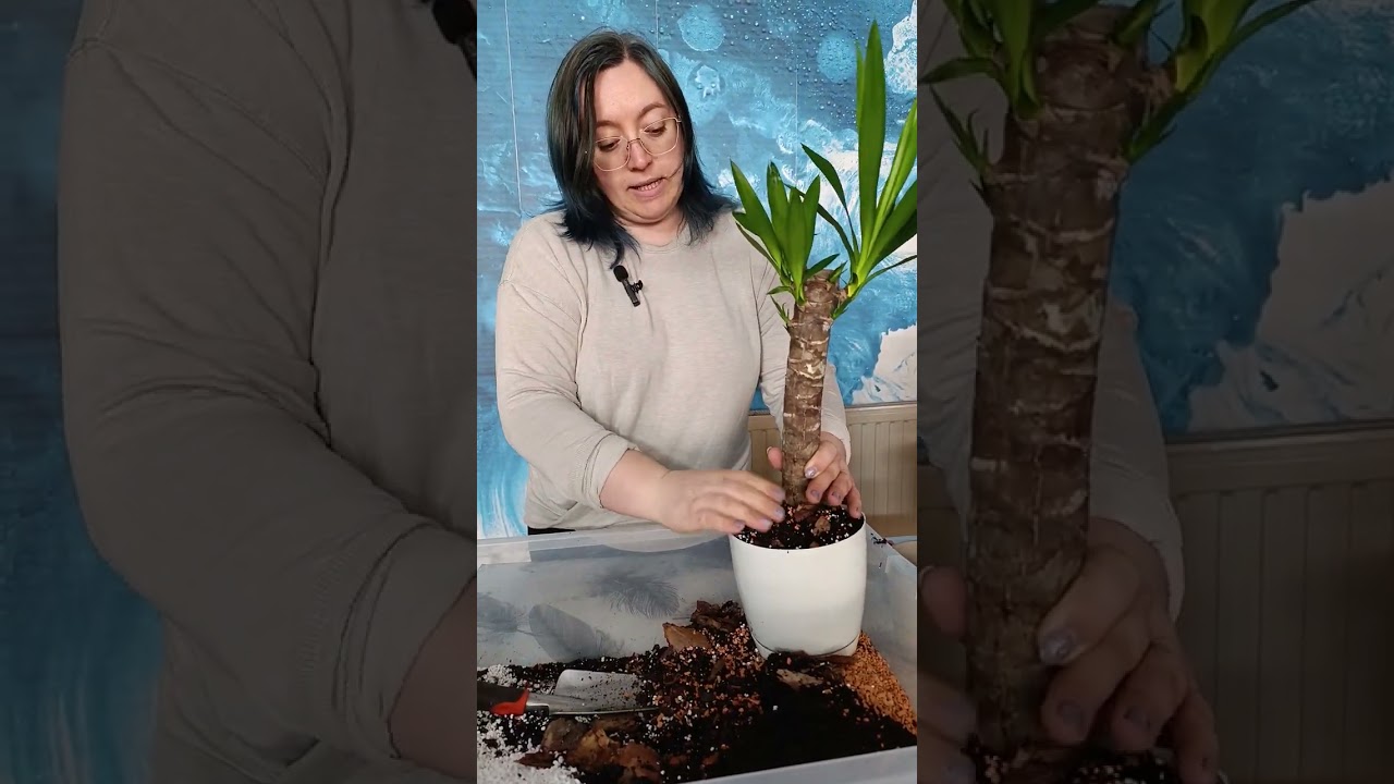 Yucca-transplantare și ingrijire
