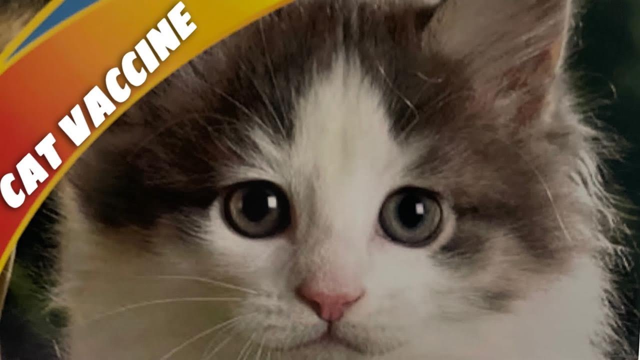 Cute cat videos l মেডেলিনের টিকা দিবস l Madeline got her first vaccine !😺