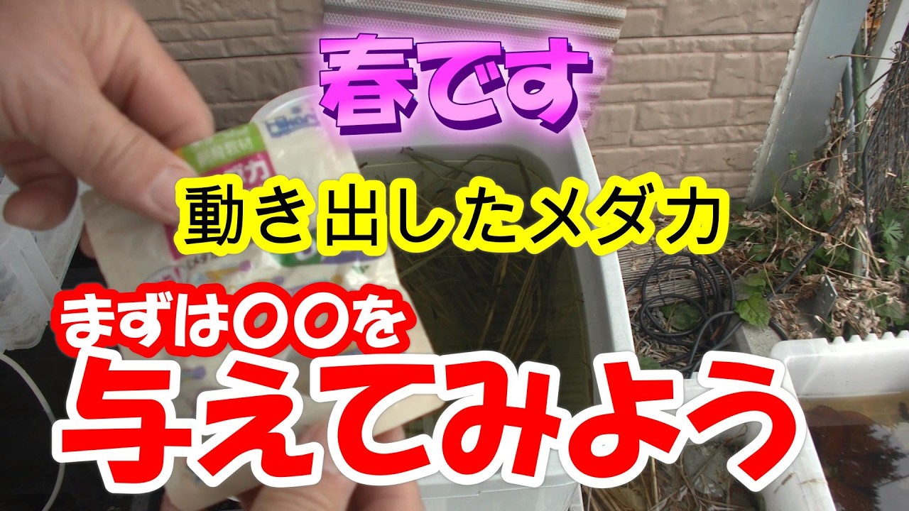 ずっと寒かった冬も開けた感じですね♪春のメダ活は忙しいですよ♪今回はまずこれから行いました♪